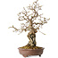 Carpinus coreana, 30 cm, ± 25 jaar oud