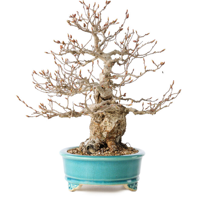 Carpinus coreana, 28 cm, ± 25 anni
