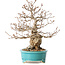 Carpinus coreana, 28 cm, ± 25 Jahre alt
