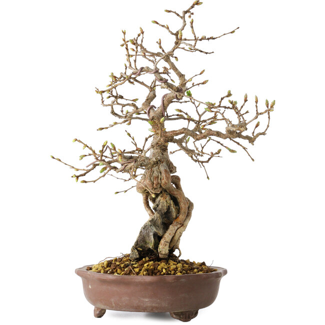 Carpinus coreana, 30 cm, ± 25 jaar oud