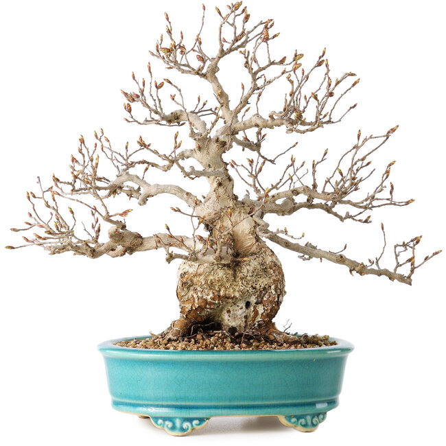 Carpinus coreana, 28 cm, ± 25 years old