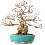 Carpinus coreana, 28 cm, ± 25 jaar oud