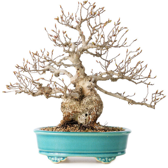 Carpinus coreana, 28 cm, ± 25 Jahre alt