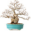 Carpinus coreana, 28 cm, ± 25 jaar oud