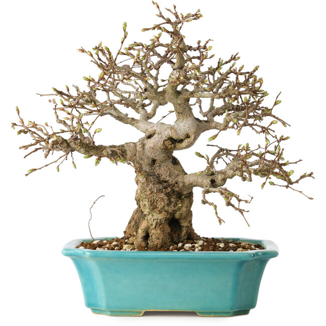 Carpinus coreana, 23 cm, ± 25 Jahre alt