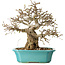 Carpinus coreana, 23 cm, ± 25 Jahre alt
