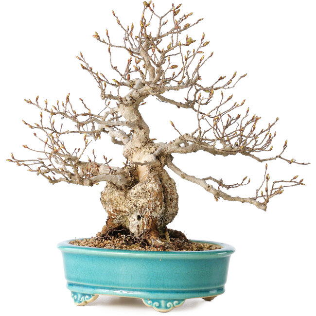 Carpinus coreana, 28 cm, ± 25 años