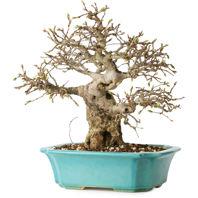 Carpinus coreana, 23 cm, ± 25 jaar oud