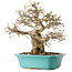 Carpinus coreana, 23 cm, ± 25 Jahre alt