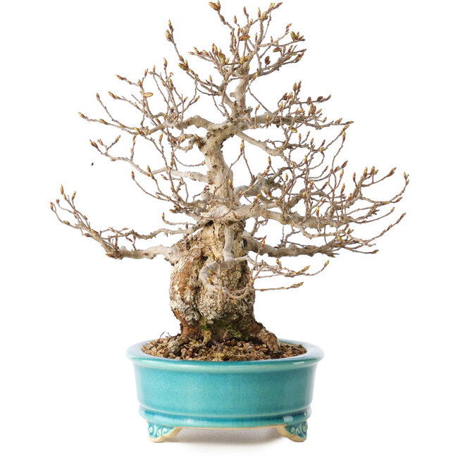 Carpinus coreana, 28 cm, ± 25 anni