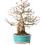 Carpinus coreana, 28 cm, ± 25 jaar oud