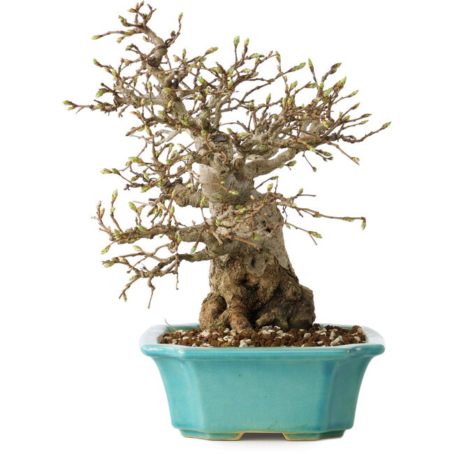 Carpinus coreana, 23 cm, ± 25 jaar oud