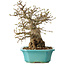 Carpinus coreana, 23 cm, ± 25 Jahre alt