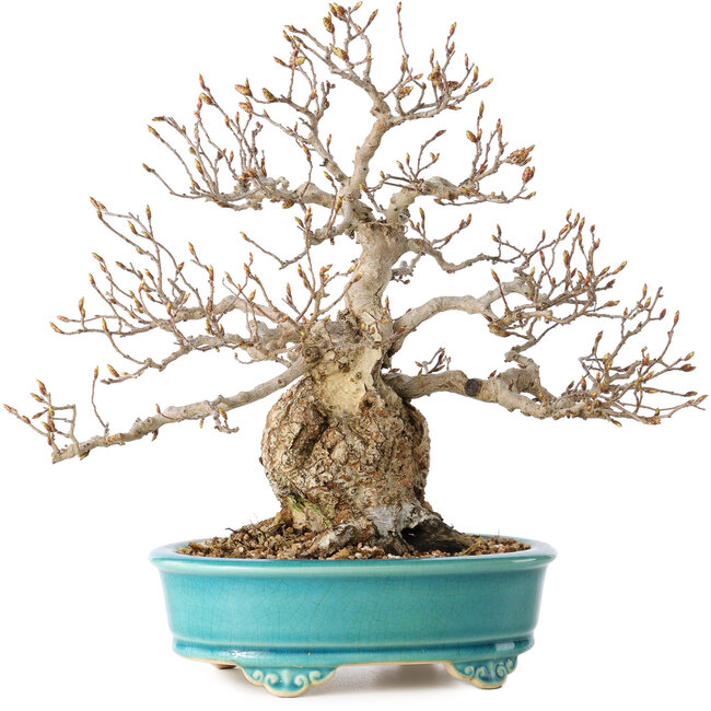 Carpinus coreana, 28 cm, ± 25 years old