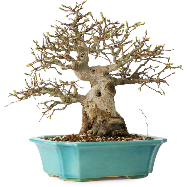 Carpinus coreana, 23 cm, ± 25 jaar oud