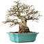 Carpinus coreana, 23 cm, ± 25 Jahre alt