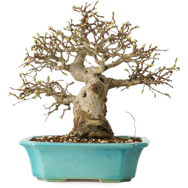 Carpinus coreana, 23 cm, ± 25 años