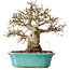 Carpinus coreana, 23 cm, ± 25 Jahre alt