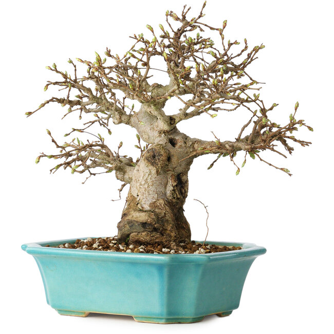 Carpinus coreana, 23 cm, ± 25 Jahre alt