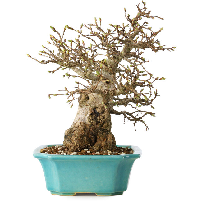 Carpinus coreana, 23 cm, ± 25 Jahre alt