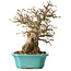 Carpinus coreana, 23 cm, ± 25 Jahre alt