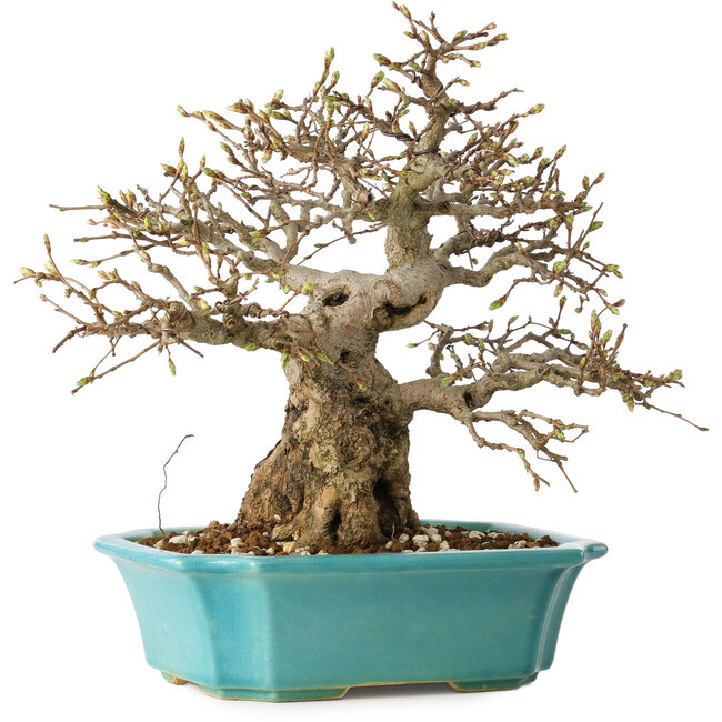 Carpinus coreana, 23 cm, ± 25 ans