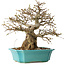 Carpinus coreana, 23 cm, ± 25 Jahre alt