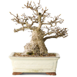 Carpinus coreana, 21 cm, ± 25 jaar oud