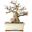 Carpinus coreana, 21 cm, ± 25 jaar oud