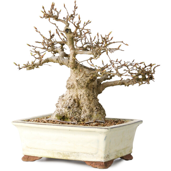 Carpinus coreana, 21 cm, ± 25 anni