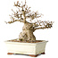 Carpinus coreana, 21 cm, ± 25 jaar oud