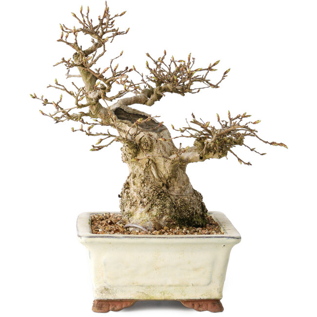 Carpinus coreana, 21 cm, ± 25 years old
