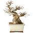 Carpinus coreana, 21 cm, ± 25 jaar oud