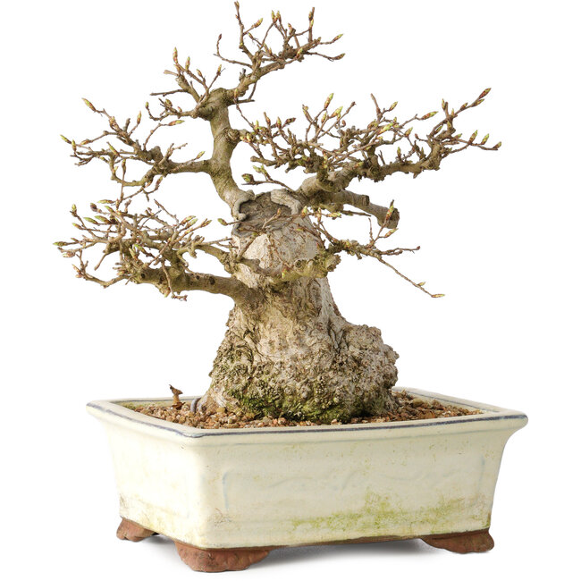 Carpinus coreana, 21 cm, ± 25 anni