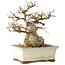 Carpinus coreana, 21 cm, ± 25 ans