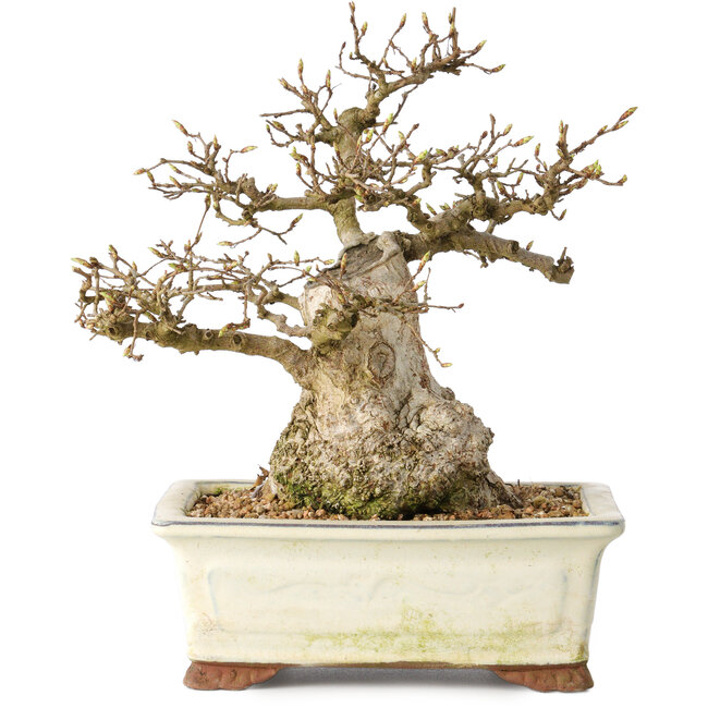 Carpinus coreana, 21 cm, ± 25 jaar oud
