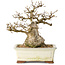Carpinus coreana, 21 cm, ± 25 jaar oud