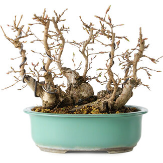 Carpinus coreana, 22 cm, ± 25 jaar oud