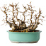 Carpinus coreana, 22 cm, ± 25 jaar oud
