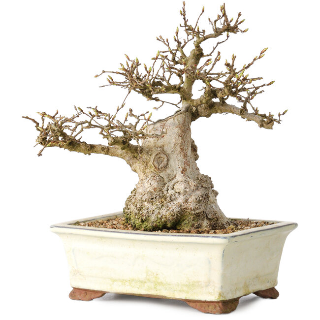 Carpinus coreana, 21 cm, ± 25 ans