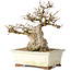Carpinus coreana, 21 cm, ± 25 jaar oud