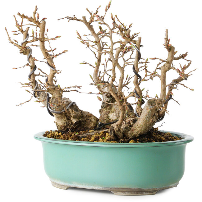 Carpinus coreana, 22 cm, ± 25 ans