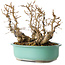 Carpinus coreana, 22 cm, ± 25 jaar oud