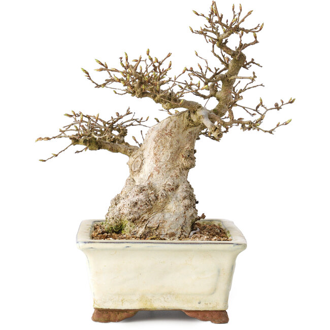 Carpinus coreana, 21 cm, ± 25 anni