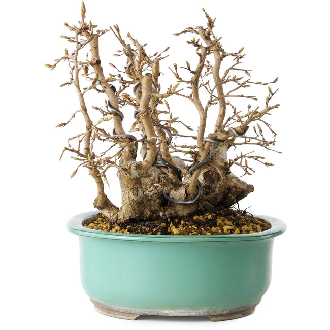 Carpinus coreana, 22 cm, ± 25 años