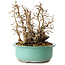 Carpinus coreana, 22 cm, ± 25 jaar oud