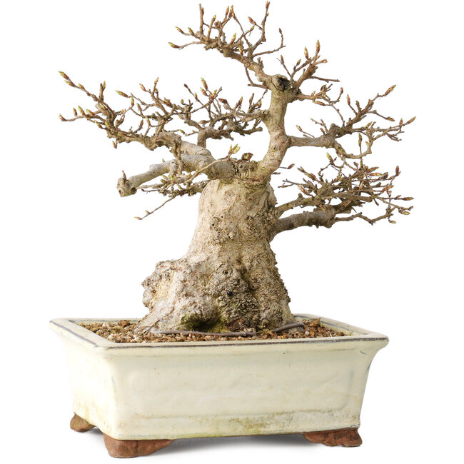 Carpinus coreana, 21 cm, ± 25 anni