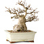 Carpinus coreana, 21 cm, ± 25 jaar oud