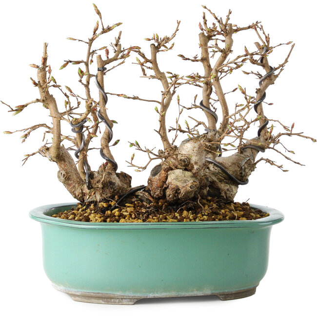 Carpinus coreana, 22 cm, ± 25 anni