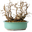 Carpinus coreana, 22 cm, ± 25 jaar oud